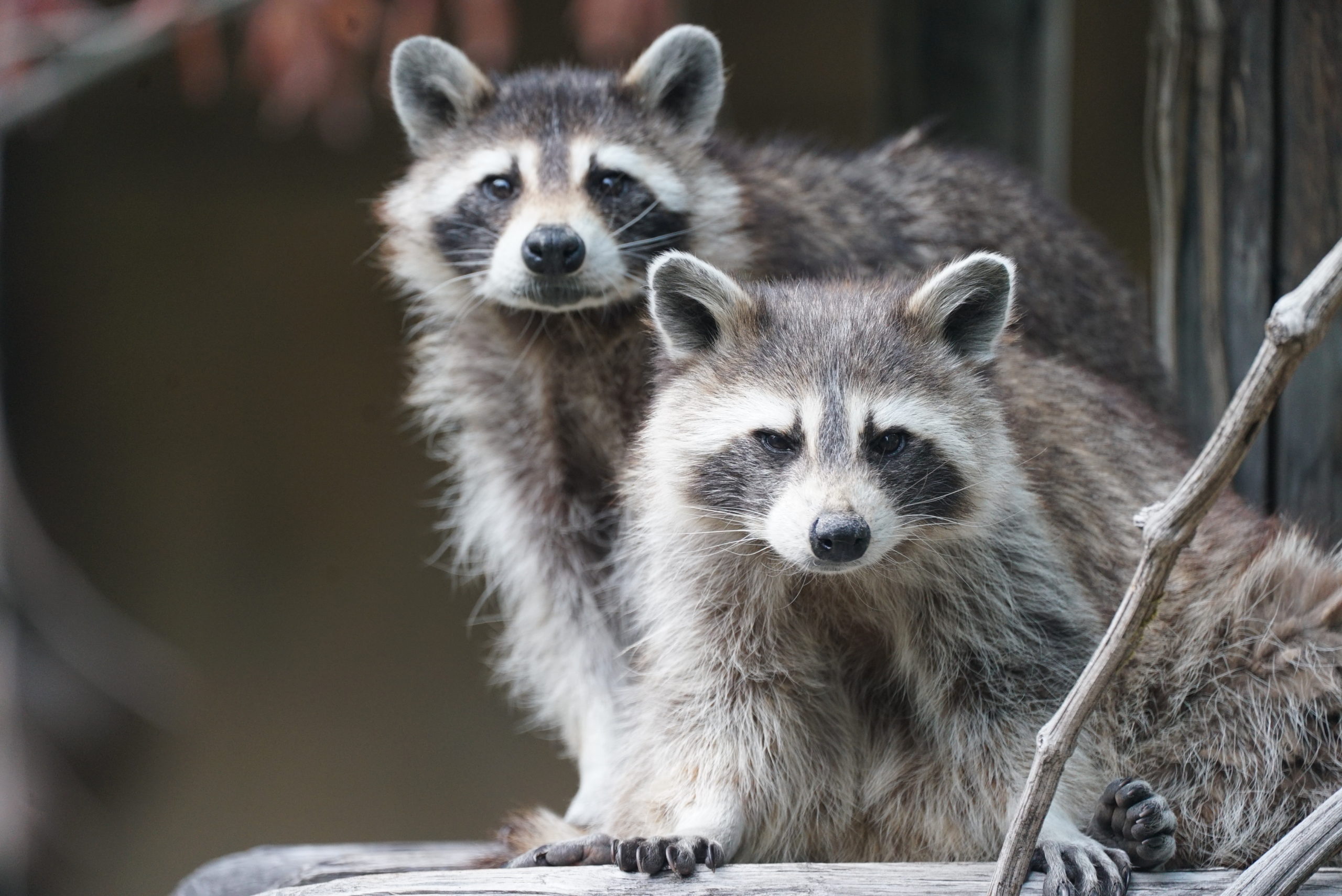 Le raton laveur : profil et caractéristiques de cet animal nocturne